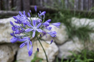 Bu büyüleyici bir yakın plan görüntüsü canlı mavi bir çiçeğin yıpranmış taştan bir duvarın önünde güzel bir şekilde durduğunu gösteriyor.