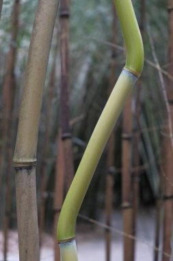 A detailed close up view of a vibrant green bamboo pole set amidst a lush green forest teeming with life and natural beauty clipart