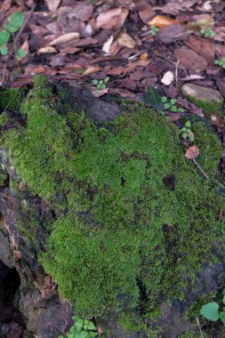 Yumuşak, canlı yeşil yosunlarla kaplı, kayda değer, etkileyici büyük bir kaya, sakin bir ormanda sessizce oturur ve varlığıyla bölgenin doğal güzelliğini arttırır.