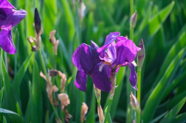 Canlı bir tarlada, güzel bir mor çiçek zarif bir şekilde yemyeşil yapraklarla çevrilidir, göz kamaştırıcı doğal bir görüntü yaratır.