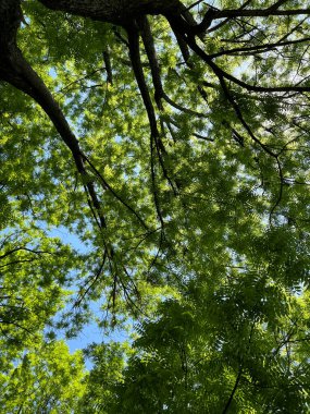 Parlak güneşin altında parlak yeşil yapraklarıyla bezenmiş gökdelenen ağaca bakarken, kalbime neşe getiriyor.