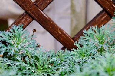 Canlı yeşil yapraklarla dolu bir bitkiyi gösteren detaylı bir yakın çekim görüntüsü doğal güzelliğini ve güzelliğini ön plana çıkarıyor.