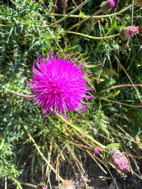 Bu, doğal ortamında bereketli yeşilliklerle çevrili güzel bir mor çiçeğin yakın plan görüntüsü.