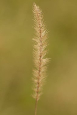 İşte güzel, tüylü bir bitkinin, narin görünümünü güzelleştiren yeşil bir arka plana karşı yakın plan görüntüsü.