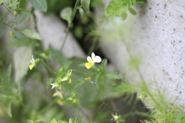 Parlak sarı bir merkezle süslenmiş küçük, narin beyaz bir çiçek doğal ortamında güzel yeşil bir bitki üzerinde gelişiyor.