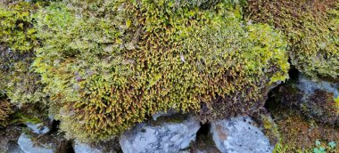 Bu yemyeşil yosunların detaylı bir yakın çekimi. Büyüyor ve gelişiyor. Engebeli bir kaya duvarında.