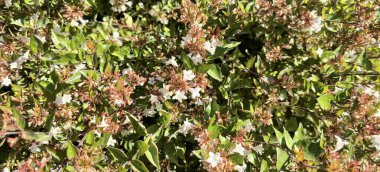 Güzel bir çalı, yemyeşil yaprakların eşlik ettiği bir dizi pembe ve beyaz çiçek sergiler. Her bahçeye ve manzaraya cazibe ve renk katar.