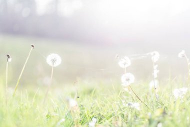 Güzel karahindibalarla dolu engin bir tarla ılık, güneşli bir günde hafif bir esinti esiyor, canlı renkler saçıyor.