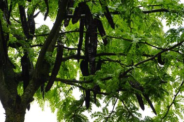 O ağaç ki, gövdesi çeşit çeşit ağaçlarla süslenmiştir. Ve o ağaç dallarla süslenmiştir.