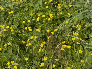 Canlı sarı çiçeklerle dolu güzel bir tarla yemyeşil yapraklarla çevrili bölge boyunca manzaralı bir manzara yaratıyor.