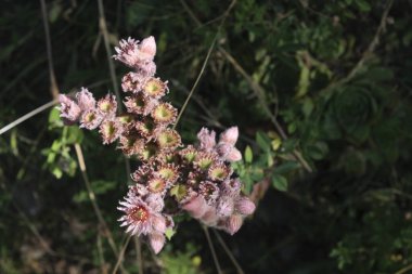 This image features a detailed closeup view of a plant showcasing its delicate pink flowers along with vibrant green leaves that surround them clipart