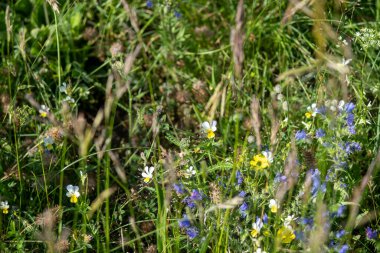Çimenli alanlarda, çeşitli türde ve renklerde çeşitli çiçekler bulacaksınız, güzellikleri gözler önüne seren.