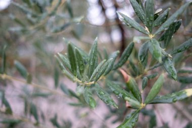 Bu resim, yüzeylerinde su damlalarıyla parlayan canlı yeşil yapraklarla süslenmiş bir ağaç dalının detaylı bir yakın görüntüsünü sağlar.