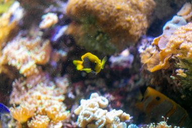 Küçük sarı bir balık, çeşitli deniz canlılarıyla çevrili güzel bir mercan resifinin canlı renkleri arasında zarifçe yüzüyor.