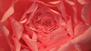 Göz kamaştırıcı bir yakın plan görüntüsü güzel canlı pembe bir gül sergiliyor, narin yaprakları zarif bir şekilde kırmızı arka planda duruyor.