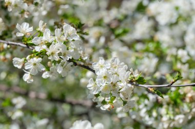 Güzel yeşil yaprakların yanında canlı beyaz çiçeklerle süslenmiş narin bir ağaç dalının detaylı yakın plan çekimi.