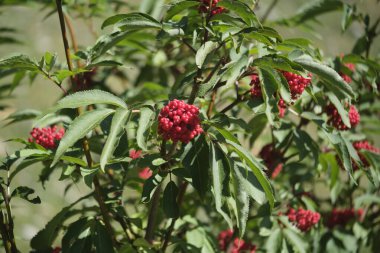 Bu resim, yemyeşil yaprakların yanında canlı kırmızı böğürtlenlerle süslenmiş güzel bir ağacın yakın plan görüntüsünü sergiliyor, çarpıcı bir kontrast oluşturuyor.