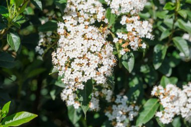 Dallarını süsleyen yemyeşil yaprakların yanında canlı beyaz çiçekler barındıran bir çalılığın detaylı bir yakın görüntüsü.
