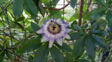Güzel bir mor ve beyaz çiçek zarif bir şekilde canlı yeşil yapraklarla çevrilidir ve güzel bir doğal kompozisyon oluşturur.