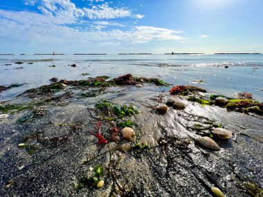 Deniz yosunları ve çeşitli deniz kabuklarıyla süslenmiş pitoresk kumlu bir sahil, doğal bir kıyı manzarası yaratıyor.