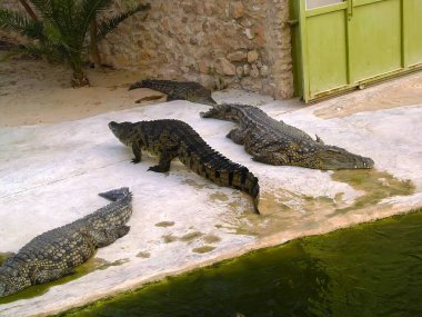 Hayvanat bahçesindeki Nil timsahı güneşte ısınıyor. Yüksek kalite fotoğraf
