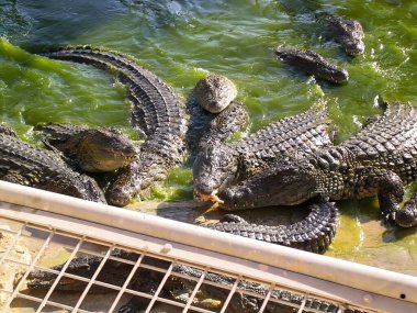 Nil timsahı yemek yerken hayvanat bahçesinde. Yüksek kalite fotoğraf