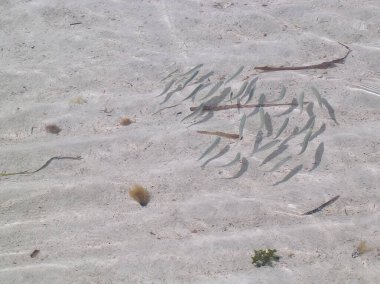 Djerba Tunus sahilinde sığ sularda balık. Yüksek kalite fotoğraf