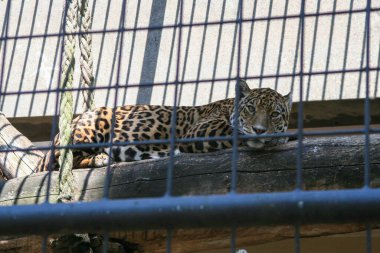 A leopard gracefully reclines on a log within its enclosure, appearing relaxed and at ease in its confined habitat clipart