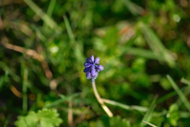 Küçük ve narin bir mor çiçek yemyeşil çimenler arasında yavaşça büyüyor ve çevresindeki doğal manzaraya güzellik katıyor.
