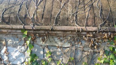 Bu, engebeli taştan bir duvarı gösteren detaylı bir yakın çekim görüntüsü, üzerinde güzel bir şekilde gelişen canlı sarmaşıklarla zenginleştirilmiş.