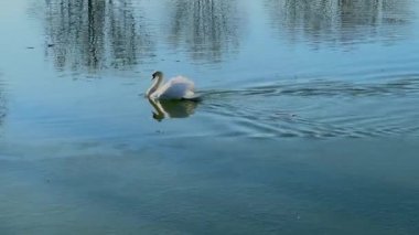 Durgun göl sularında süzülen beyaz bir kuğunun sakin bir sahnesi, hafif dalgalanmalar oluşturan güzellikler sergiliyor.