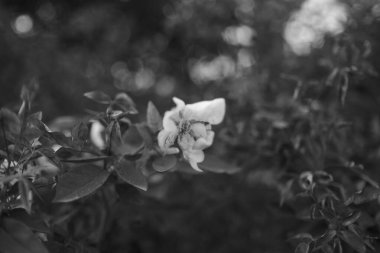 Bu resim, etrafındaki yapraklarla birlikte küçük, narin bir beyaz çiçeği gösteren çarpıcı bir siyah beyaz fotoğrafı gösteriyor.