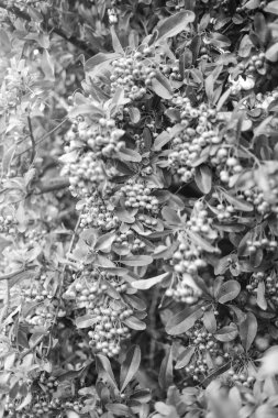 Çarpıcı bir siyah-beyaz fotoğraf, canlı yeşil yapraklarıyla birlikte böğürtlen kümeleriyle süslenmiş bir çalıyı ve doğal güzelliklerini gözler önüne seriyor.