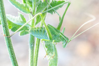 Büyük yeşil çalı cırcır böceği, uzun antenleri ve kendine özgü yeşil renkleriyle, bir yaprağın üzerine tünemiş, yakın çekimde yakalanmış..