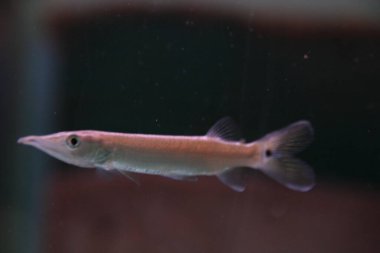 A needlefish with a long, sharp beak swims in clear blue water, showcasing its streamlined body and unique features, under the sunlight. clipart