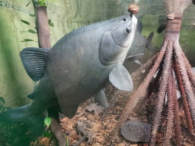 Ayırt edici bir vücut şekline ve geniş gözlere sahip bir Pacu balığı besleyici bir tohum muamelesi görür. Bu, eşsiz beslenmesini ve sualtı ortamındaki özelliklerini ön plana çıkarır..