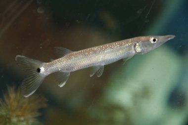 Uzun, keskin gagalı bir iğne balığı berrak mavi sularda yüzer. Aerodinamik vücudunu ve benzersiz özelliklerini gün ışığı altında gösterir..