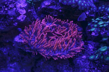 Canlı pembe renkli muhteşem bir şakayık, uzun, akıcı dokunaçları olan, bir kayaya bağlı, sualtı ortamında yakalanmış..