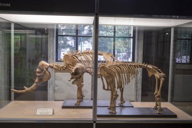 Müzede sergilenen çarpıcı bir mamut iskeleti muazzam boyutunu ve tarih öncesi varlığını gözler önüne seriyor..