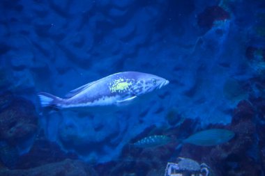 Ayırt edici sarı benekli mavi bir balık, açık mavi suda yüzer, ışıkla aydınlatılır..