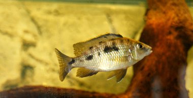 Ayırt edici siyah ve sarı desenli parlak renkli bir Afrika çikleti, berrak suda yüzüyor..