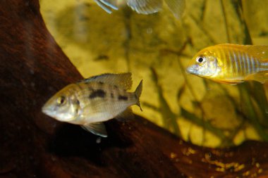 Ayırt edici siyah ve sarı desenli parlak renkli bir Afrika çikleti, berrak suda yüzüyor..