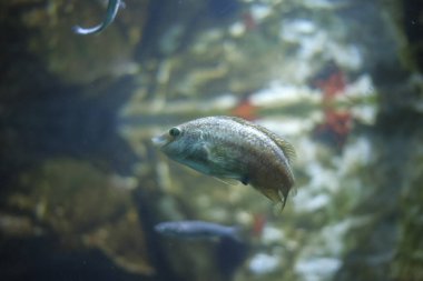 Bulanık suda yüzen bir balık, yukarıdan gelen ışıkla aydınlatılarak gizemli ve atmosferik bir manzara yaratır..
