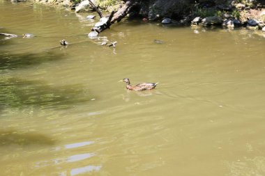 Bir ördek gölette huzur içinde yüzer ve suyun yüzeyinde dalgalanmalar yaratır. Doğa, vahşi yaşam ve sükunet..