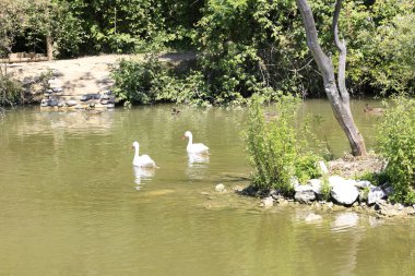 Bir grup kuğu sakin bir gölde zarifçe yüzerek sakin ve resimli bir manzara yaratıyor. Doğa, vahşi yaşam ve zarafet..