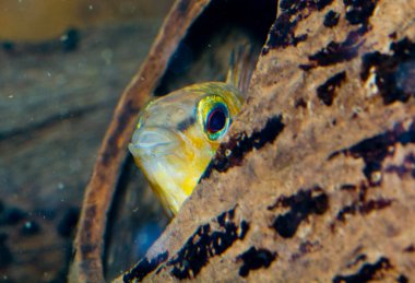 Bir balık gözünün büyüleyici yakın çekimi, karmaşık detaylarını ve benzersiz bakış açısını gözler önüne seriyor..