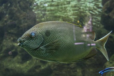 Benekli boyunlu bir cerrah balığının büyüleyici bir görüntüsü. Benzersiz desenlerini ve canlı renklerini gözler önüne seriyor..