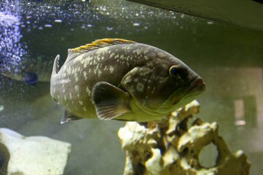 A large grouper fish with a distinctive pattern swims in an aquarium, surrounded by rocks and other marine life. clipart