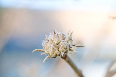 Bitkinin dokularını ve detaylarını gösteren kurumuş bir çiçek tomurcuğunun yakın plan fotoğrafı..
