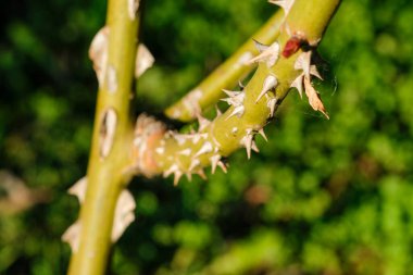 Keskin dikenli bir gül dalının yakın çekimi doğanın güzelliğini ve tehlikesini vurguluyor..